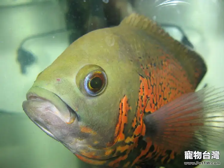 地圖魚的繁殖過程(1圖)-寵物台灣
