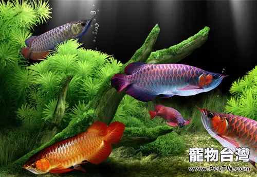 流量計的用法與作用(1圖)-寵物台灣