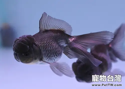 控制溫度對金魚的重要性