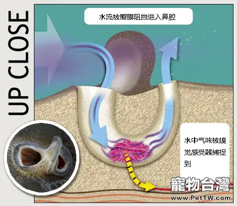 魚的鼻孔是用來幹嗎的