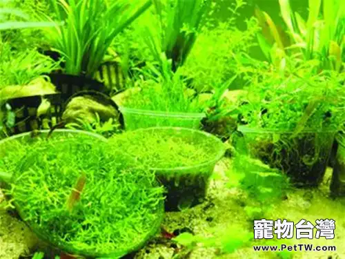 水草中添加二氧化碳的作用(1圖)-寵物台灣