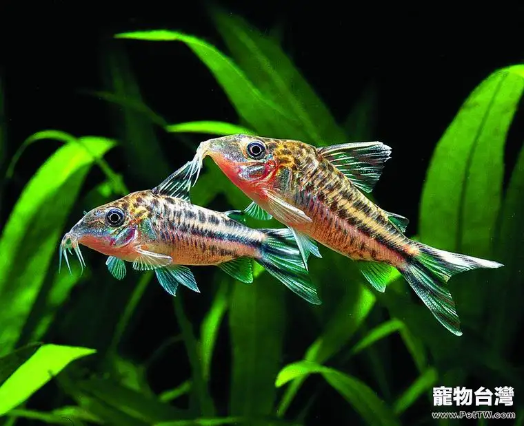 夏季高溫該如何飼喂觀賞魚