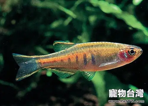 淡水魚按鹽分濃度的分類