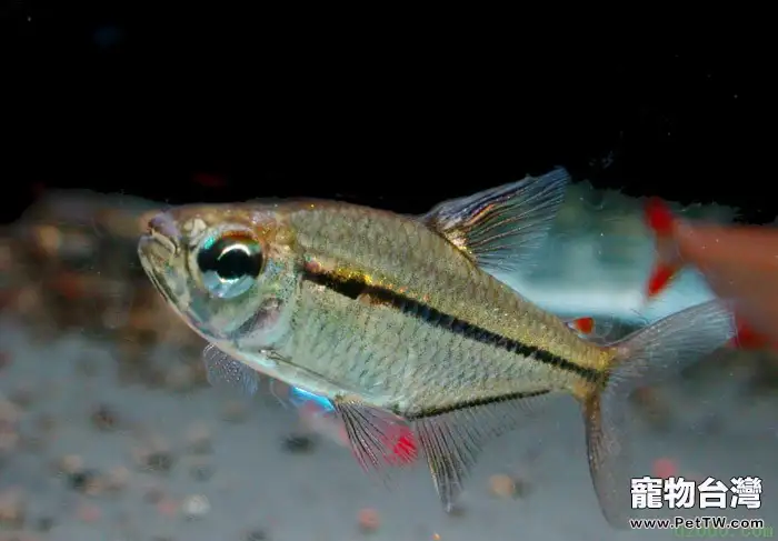 淡水魚按分佈區域分類(1圖)-寵物台灣