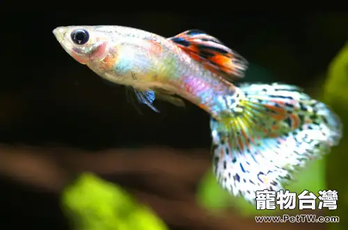 孔雀魚易感染的纖毛蟲病(1圖)-寵物台灣