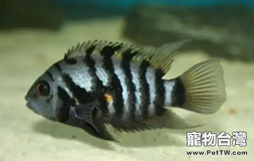 九間菠蘿的飼養要點(1圖)-寵物台灣