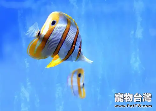 觀賞魚腸炎的灌腸治療法