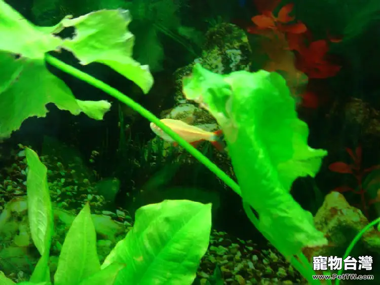 透明清澈的水一定是好水嗎(1圖)-寵物台灣