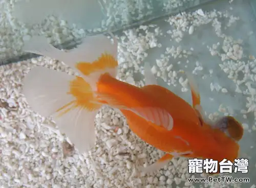 金魚的年齡及辨別方法(1圖)-寵物台灣