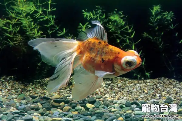 金魚引進後該如何飼養(1圖)-寵物台灣