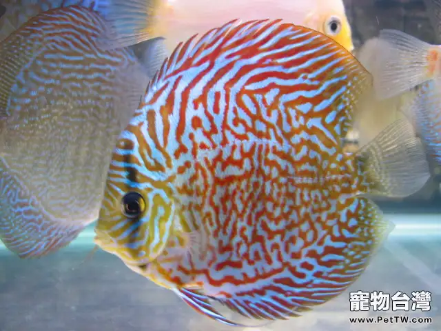 如何減少七彩神仙魚的黑紗(1圖)-寵物台灣