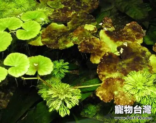 水族箱內的硅藻介紹