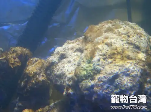 硅藻爆發的原因和處理方法(1圖)-寵物台灣