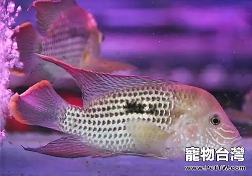 觀賞魚昏睡病的防治介紹