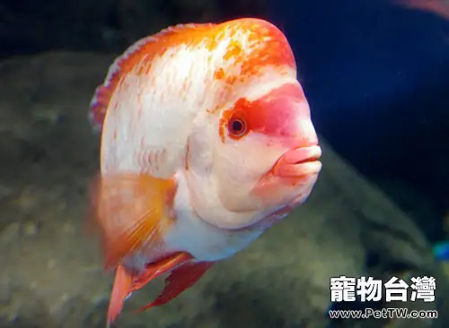 羅漢魚掉色的解決辦法