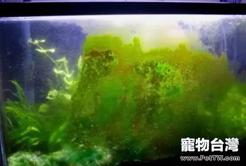 綠塵藻的治理方法