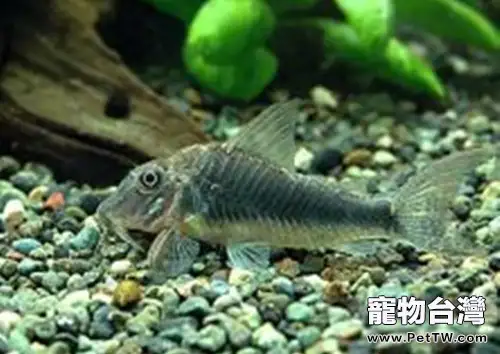 如何鑒別健康鼠魚