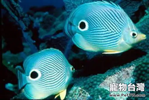 蝶魚的一些常見種類(1圖)-寵物台灣