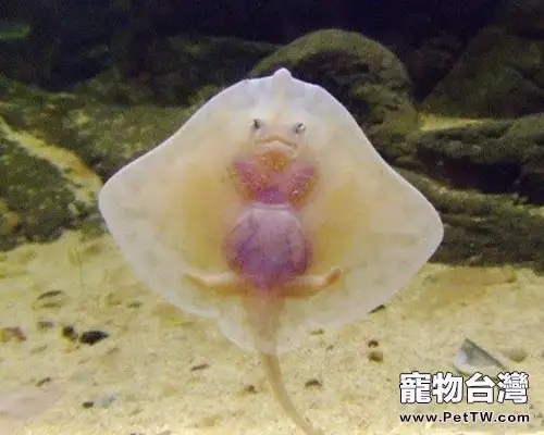 大眼魟魚的死亡率排行榜