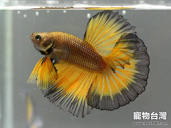 斗魚品種的基本介紹(1圖)-寵物台灣