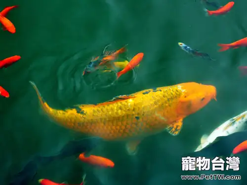 觀賞魚繁殖缸的挑選方法(1圖)-寵物台灣