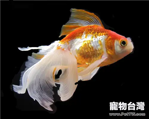 觀賞魚疾病如何通過換水治療