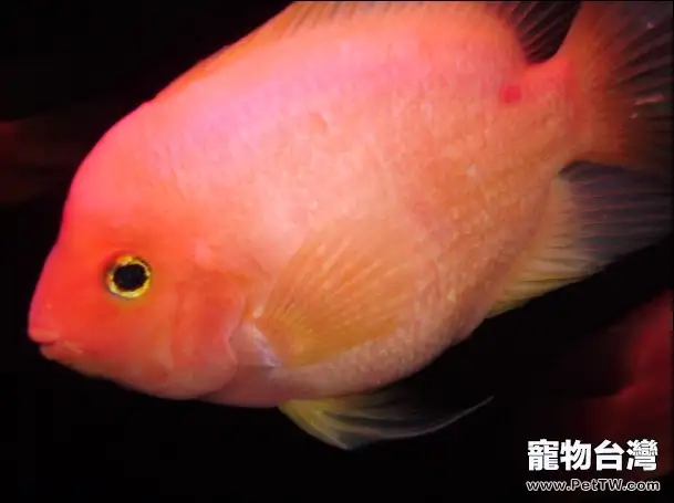 鸚鵡魚(血鸚鵡魚 財神魚)的雌雄鑒別(1圖)-寵物台灣