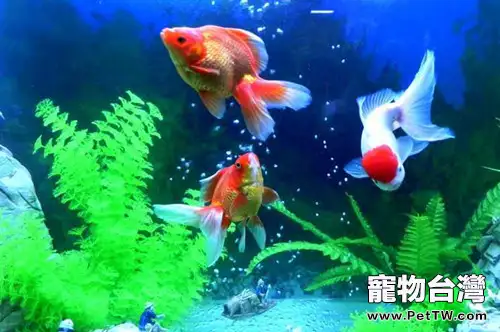 水質惡化會導致魚鰭充血