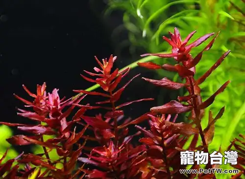 水草光照不足會引起的問題(1圖)-寵物台灣