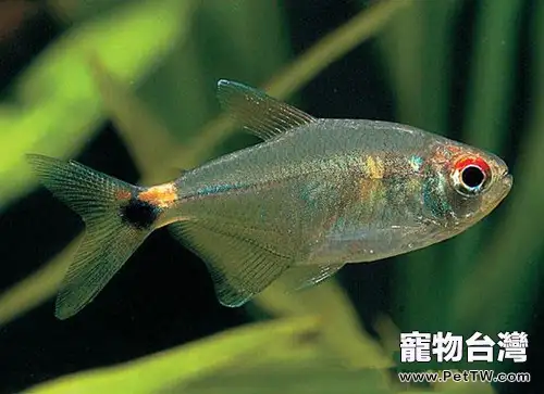 小型加拉辛魚幼魚的飼養要點