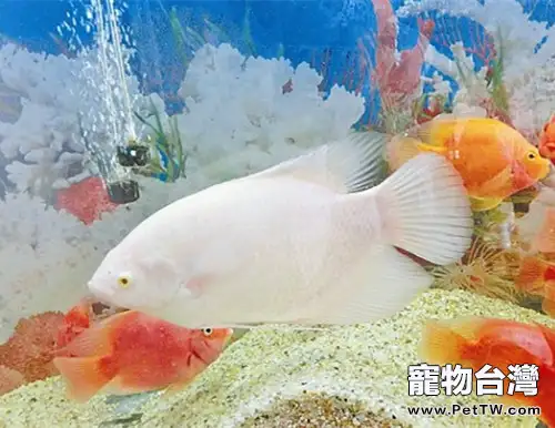 使用滴流過濾時常見的錯誤(1圖)-寵物台灣