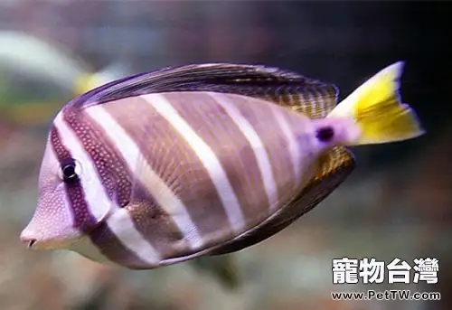 水族箱蛋白質分離器簡介(1圖)-寵物台灣