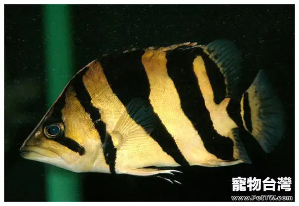 印尼虎和泰國虎的習性區別(1圖)-寵物台灣