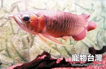 龍魚的膽子為什麼會很小