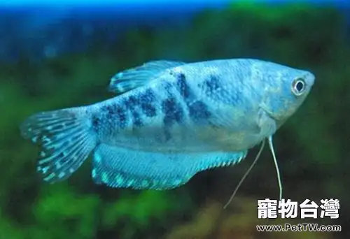 藍星魚的體態特徵