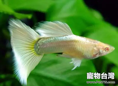 水草和孔雀魚混養要點(1圖)-寵物台灣