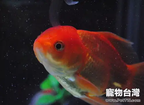 適合新手飼養的魚類