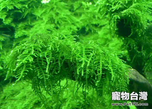 捆綁莫斯水草的注意事項