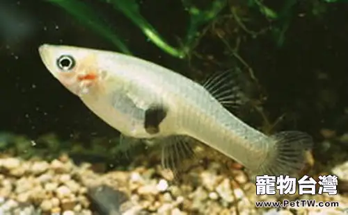 食蚊魚的品種介紹