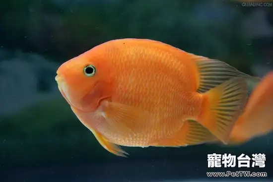 養殖觀賞魚容器有哪些要求