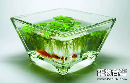 魚缸水變綠了怎麼辦(1圖)-寵物台灣