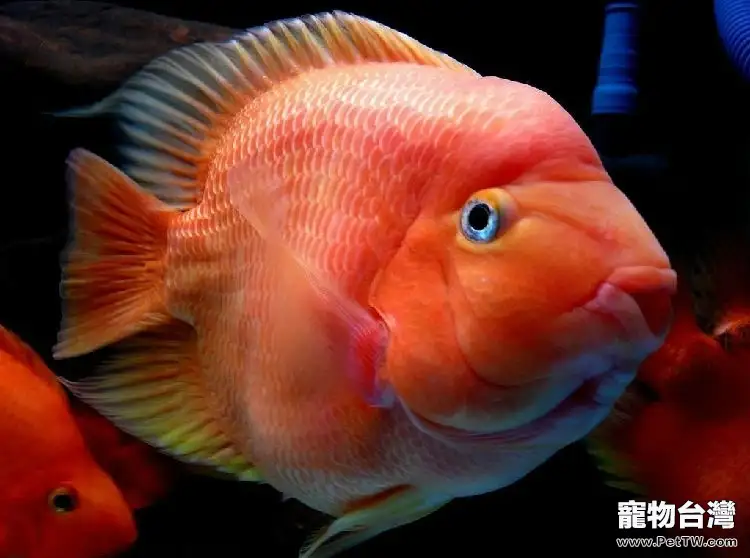 維持鸚鵡魚(血鸚鵡魚 財神魚)體色的小妙招(1圖)-寵物台灣