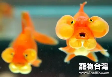 魚食的分類與選擇