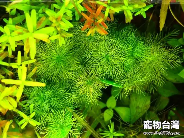 水草褪色和光照強度有關