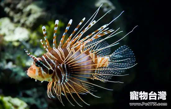 如果被獅子魚刺傷怎麼辦(1圖)-寵物台灣