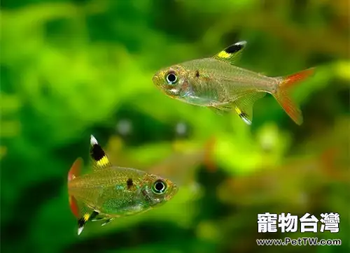 觀賞魚蒙眼症簡介