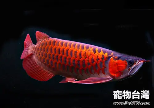 龍魚腫斑病簡介(1圖)-寵物台灣