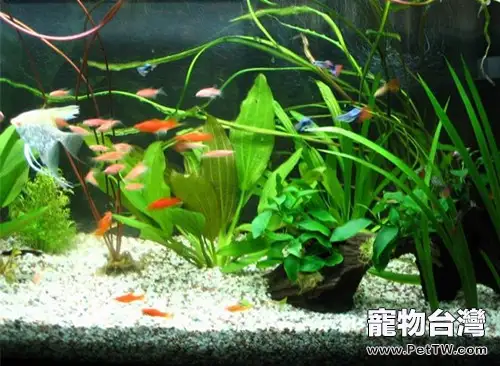 如何清理水族箱的藍綠藻