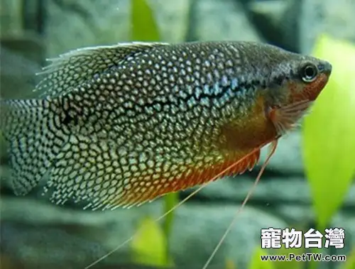 魚缸換水時要注意溫度變化