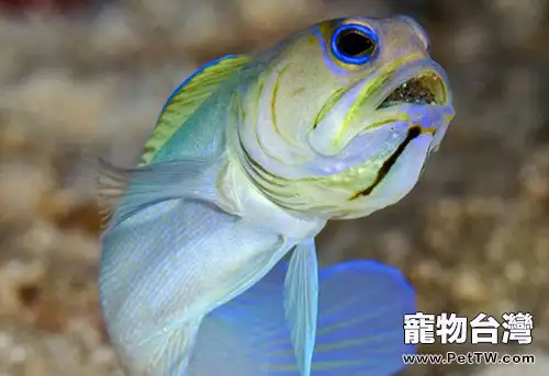 為熱帶魚營造良好的繁殖環境(1圖)-寵物台灣